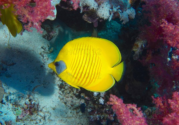 Bluecheek butterflyfish