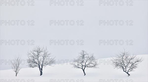 Four fruit trees in the snow