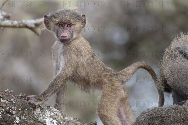 Olive baboon