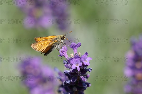 Large skipper