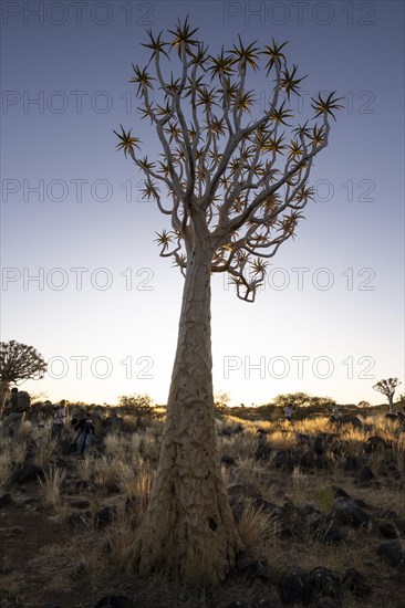 Quiver tree