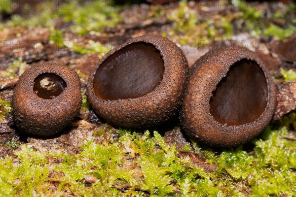 Common dirt cupling three hazel oval fruiting bodies next to each other in green moss