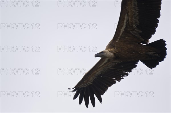 Griffon Vulture