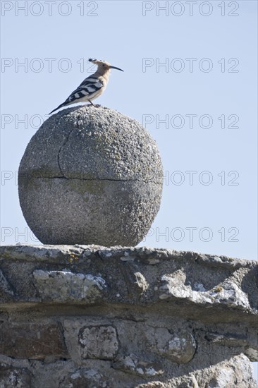 Hoopoe