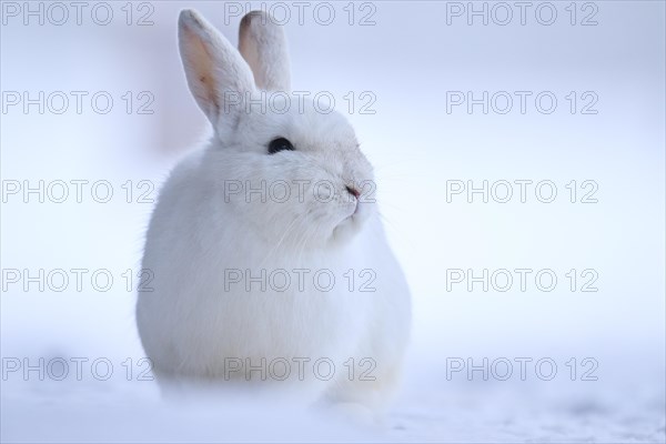 Domestic rabbit