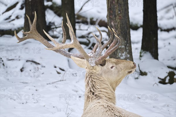 Red deer