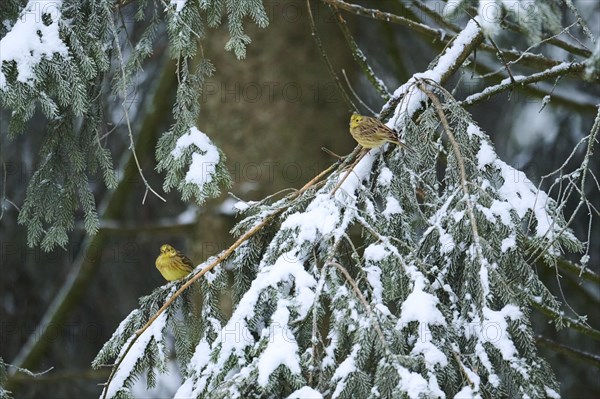 Yellowhammer