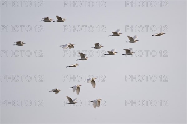 Cattle Egret