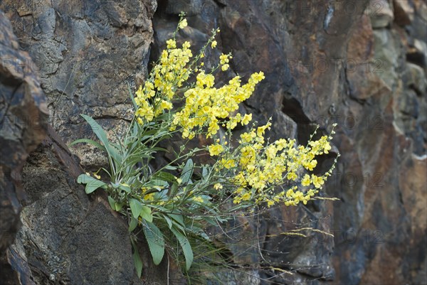 Common toadflax