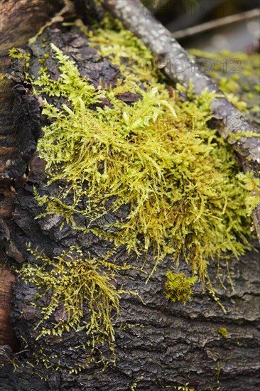 Delicate fern moss