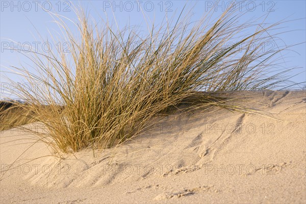 Dune with dune grass