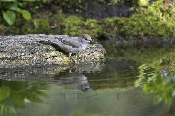 Blackcap