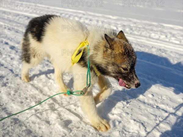 Young husky running in the snow