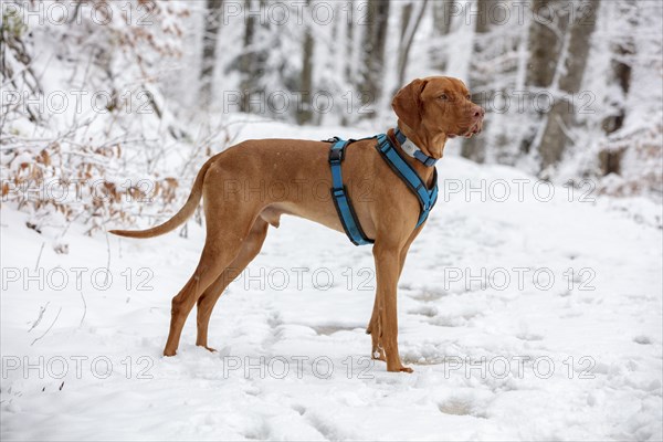 Roevidszoru Magyar Vizsla