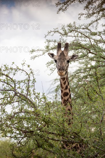 Giraffe