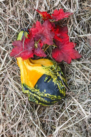 Ornamental pumpkin on hay