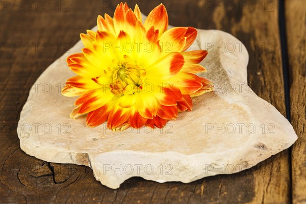 Still Life with Dahlia Blossom