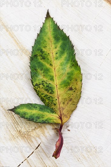 Still Life with Rose Petal