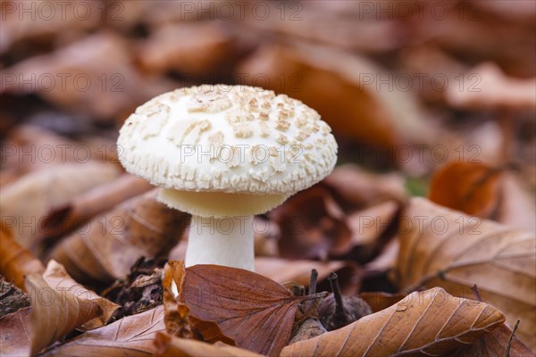 Parasol mushroom