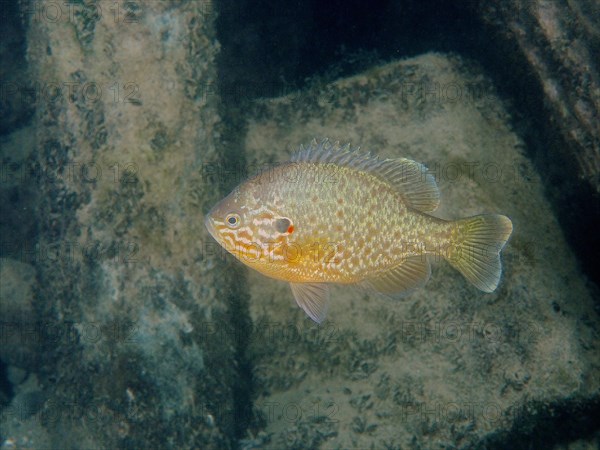 Pumpkinseed sunfish