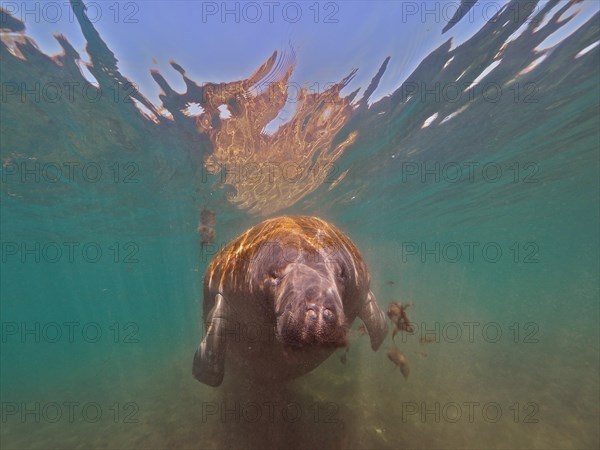 Round-tailed manatee