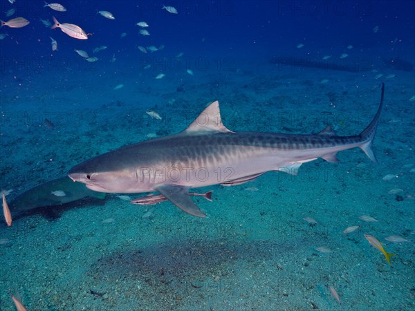 Tiger shark