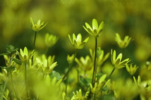 Lesser Celandine