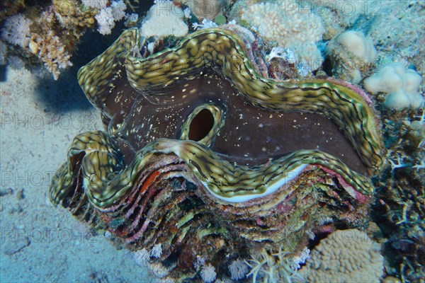 Fluted giant clam