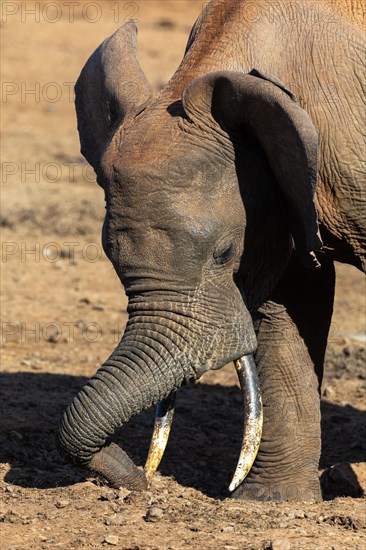 African elephant