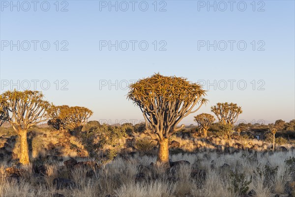 Quiver tree