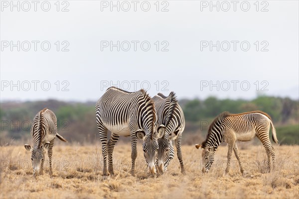 Group of Grevy's zebras