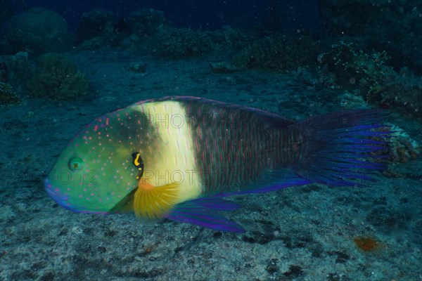 Broomtail wrasse