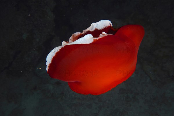 Free swimming Spanish dancer