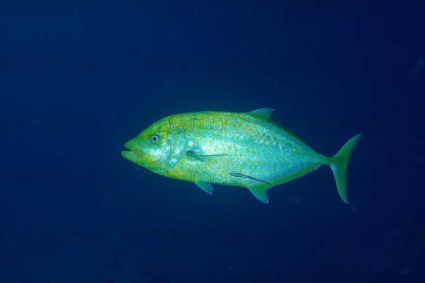 Orange-spotted trevally