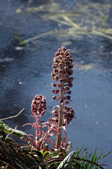 Butterbur