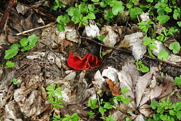 Scarlet elf cup