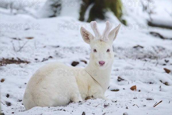 Roe deer