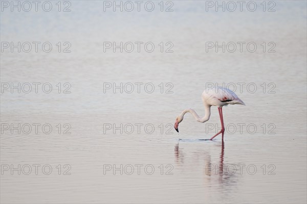 Greater flamingo