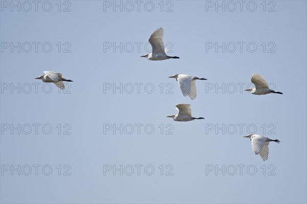 Cattle Egret