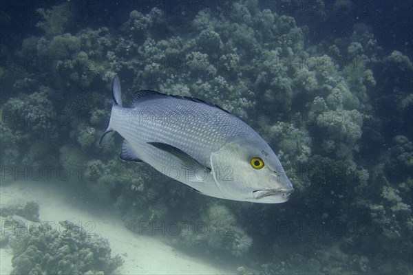 Two-spot red snapper