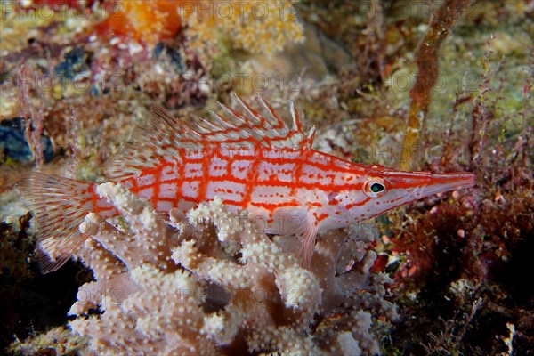 Longnose hawkfish