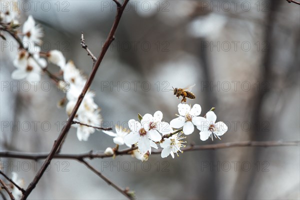 Apple quince