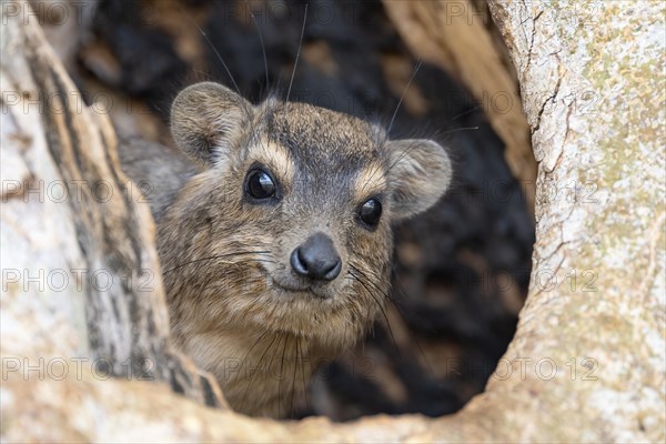 Rock Hyrax