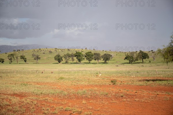 View on a safari
