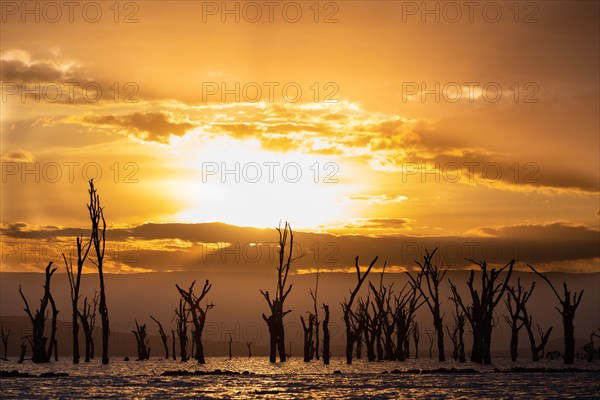 Dead trees in a lake