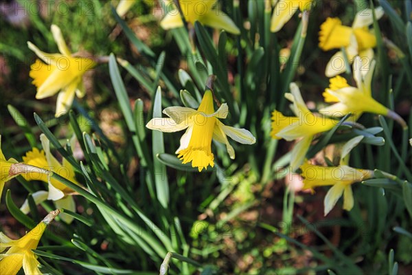 Wild wild daffodils