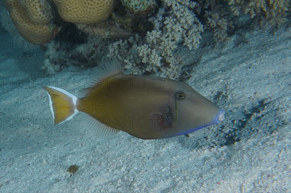 Red Sea Bluebird