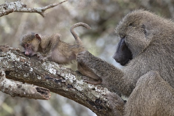 Olive baboon