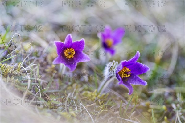 Common pasque flower