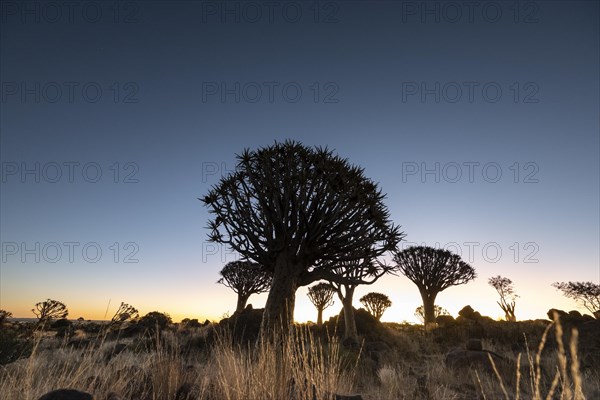 Quiver tree